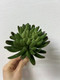 Миниатюра изображения товара Искусственное растение Артфлора Суккулент Седум зеленый / 114013