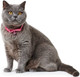 Миниатюра изображения товара Ошейник HUNTER Collar Cat Neon / 31031