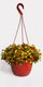 Миниатюра изображения товара Кашпо Gardenplast Петуния №1 / 00111/комп20 (терракотовый)