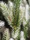Миниатюра изображения товара Ель искусственная National Tree Company Форест ФОР/зл-бел-220 (220см)