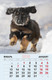 Миниатюра изображения товара Календарь настенный Listoff Домашние любимцы 2025г / КПВС2510
