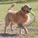 Миниатюра изображения товара Игрушка для собак KONG Air Fetch Stick M / 42507 (желтый)