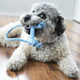 Миниатюра изображения товара Игрушка для собак KONG Puppy Goodie Bone / 65031