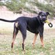 Миниатюра изображения товара Игрушка для собак KONG Jaxx Braided Tug L / 68872