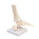 Миниатюра изображения товара Анатомическая модель Sima-Land Голеностопный сустав / 9278884