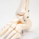 Миниатюра изображения товара Анатомическая модель Sima-Land Голеностопный сустав / 9278884