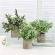 Миниатюра изображения товара Искусственное растение Sundays Home PB05-12 / 6405000719C