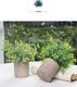 Миниатюра изображения товара Искусственное растение Sundays Home PB05-12 / 6405000719C