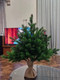 Миниатюра изображения товара Ель искусственная National Tree Company Грация Премиум 3D / ГР/ПР-60 (60см)