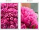 Миниатюра изображения товара Постеры Citydecor Пионы 5 (2шт, 40x60)