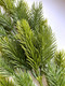 Миниатюра изображения товара Ветка новогодняя Geliu sala Еловая / BRS-H201631A  (64см)