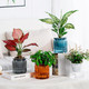 Миниатюра изображения товара Кашпо BOTANICA Jam 10.5x11.5см (серый)