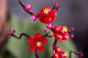 Миниатюра изображения товара Конструктор Lego Botanical Collection Icons Цветение сливы 10369