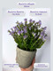Миниатюра изображения товара Искусственное растение Merry Bear Home Decor EGB5524002 (24см, сиреневый)