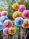 Миниатюра изображения товара Набор алмазной вышивки Darvish Разноцветные одуванчики / DV-15479-2