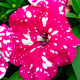 Миниатюра изображения товара Семена цветов Агромаркет Петуния Дот стар Дип Пинк F1 (7шт)
