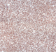 Миниатюра изображения товара Жидкие обои Silk Plaster Мастер-Шелк MS-23+2