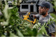 Миниатюра изображения товара Секатор аккумуляторный DeWalt DCMPP568N