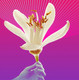 Миниатюра изображения товара Парфюмерная вода Hermetica Megaflower (100мл)