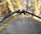 Миниатюра изображения товара Туристический шатер Carp Pro Shelter 3+ Man Two Entrances / CPB0219