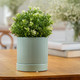Миниатюра изображения товара Вазон Mandarin Decor Камелия FS13932-13green (зеленый)