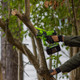 Миниатюра изображения товара Пила цепная аккумуляторная Greenworks GD24CS15 бесщеточная 24V 15см / 2010107 (без АКБ и ЗУ, с автоматической смазкой цепи)