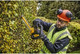 Миниатюра изображения товара Кусторез аккумуляторный DeWalt DCMHT563N