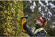 Миниатюра изображения товара Кусторез аккумуляторный DeWalt DCMHT563N