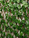 Миниатюра изображения товара Изгородь декоративная GREENGO Лист клена 175x70см