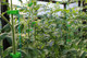 Миниатюра изображения товара Набор зажимов садовых Gardenplast Клипса для крепления растений (50шт)