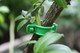 Миниатюра изображения товара Набор зажимов садовых Gardenplast Клипса для крепления растений (50шт)