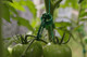 Миниатюра изображения товара Набор для подвязки растений Gardenplast Хомут садовый для подвязки и фиксации растений 15см (50шт)