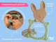Миниатюра изображения товара Прорезыватель для зубов ROXY-KIDS Bunny / RBT-001OB (оливковый)