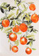 Миниатюра изображения товара Картина Bergenson Bjorn Juicy orange 70x100 / BB0000970