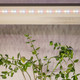 Миниатюра изображения товара Светильник для растений ЭРА FITO-Strip Light-Rа90-27W-3m-12V-IP65 / Б0064597