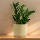 Миниатюра изображения товара Кашпо Mandarin Decor Често / P18C23104B-12milk (молочный)