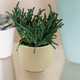 Миниатюра изображения товара Кашпо Mandarin Decor Често / P18C23104B-12milk (молочный)