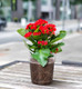 Миниатюра изображения товара Вазон BOTANICA Clear дренажный 15x14см (прозрачный)