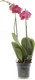 Миниатюра изображения товара Вазон BOTANICA Clear дренажный 15x14см (прозрачный)