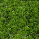 Миниатюра изображения товара Искусственное растение GREENGO Высокий мох 60x40см