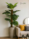 Миниатюра изображения товара Искусственное растение GreenPark Дерево монстера / GP-025/150