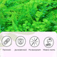 Миниатюра изображения товара Искусственное растение GREENGO Самшит. Папоротник 40x60см