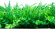 Миниатюра изображения товара Искусственное растение GREENGO Самшит. Папоротник 40x60см