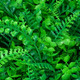 Миниатюра изображения товара Искусственное растение GREENGO Самшит. Папоротник 40x60см