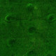 Миниатюра изображения товара Искусственное растение GREENGO Мох рельефный. Редкие бугры 1x1м (зеленый)