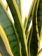 Миниатюра изображения товара Искусственное растение GreenPark Сансевиерия щучий хвост / GP-051/055