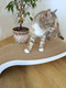 Миниатюра изображения товара Когтеточка Cat House Мостик L