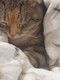 Миниатюра изображения товара Подстилка для животных Cat House Прямоугольная L (100x70)