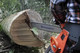 Миниатюра изображения товара Бензопила цепная Husqvarna 56DL C85 X-Cut HLM X-Force / 967 08 27-15