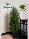 Миниатюра изображения товара Искусственное растение Merry Bear Home Decor Туя западная смарагд с шишками / A086093